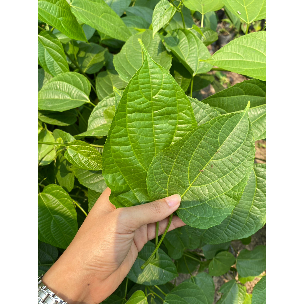 ใบถั่วดาวอินคา เก็บสดส่ง ทำชาได้ เก็บจากสวนหลังบ้านปลอดสารพิษ  100ใบ 100บาท