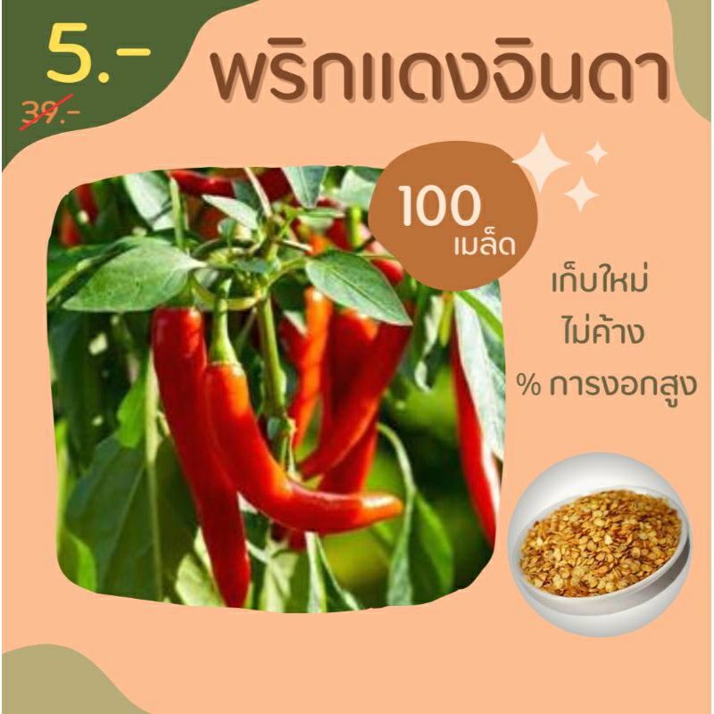 เมล็ดพริกจินดาแดง 100 เมล็ด พริกแดงจินดา เก็บใหม่ๆ ไม่ค้าง อัตราการงอกสูงงง  เมล็ดพันธ์พริกจินดาแดง