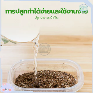 ข้าวสาลีแมว หญ้าแมว ชุดปลูกข้าวสาลี 40กรัม เสริมสร้างภูมิคุ้มกัน ลดกลิ่นมูลสัตว์เลี้ยง