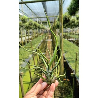 Tillandsia bulbosa hybrid ไม้ลูกผสม