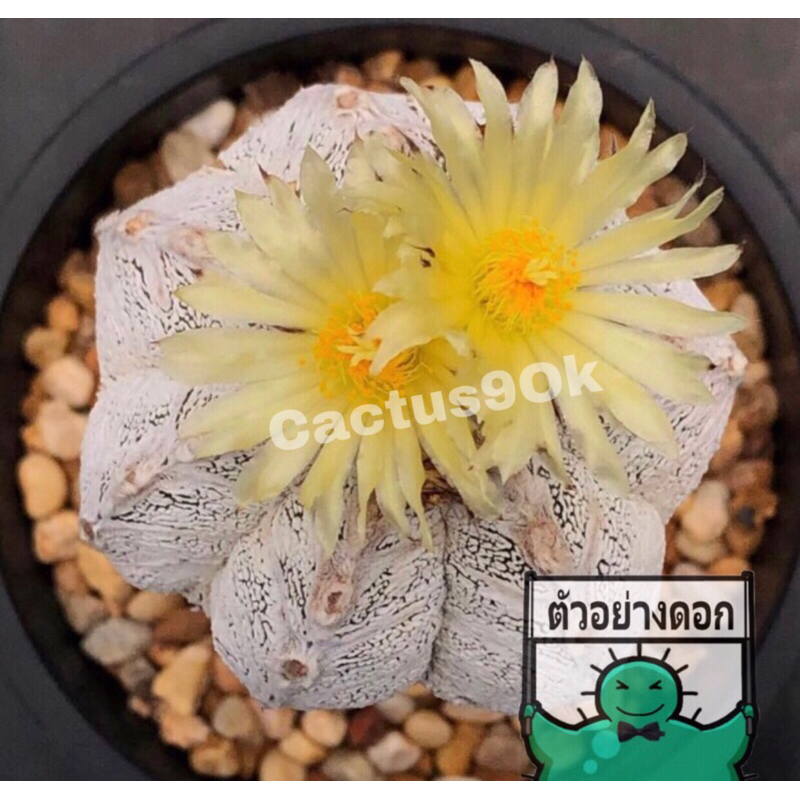 แคคตัส แอสโตร ฮอนชูกะ Astrophytum myriostigma ‘onsuka’ cactus ไม้กราฟ จำนวน 1 ต้น