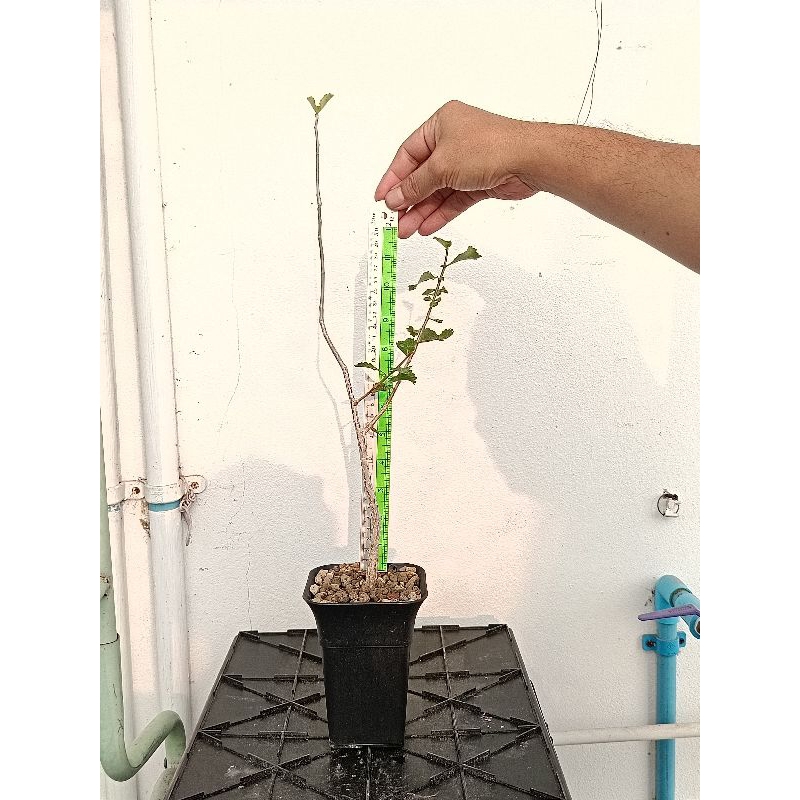 Commiphora Wightii ไม้เมล็ด (ไม้ยางหอม)