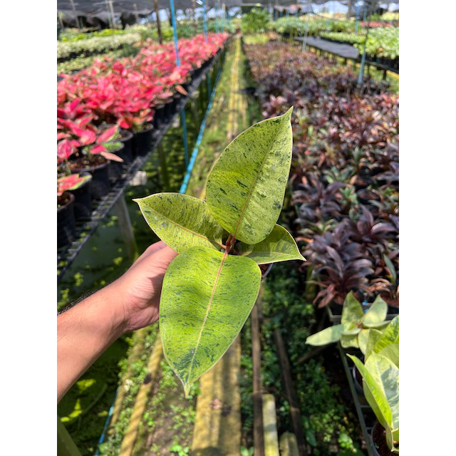 มุมมอง 2