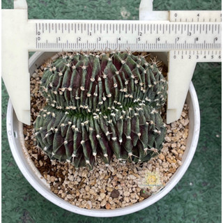 ยิมโนคริส (Gymnocalycium cristata)