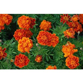 เมล็ด ดอกดาวเรืองฝรั่งเศส  French Marigold ซองละ 29 บาท  40-50เมล็ด