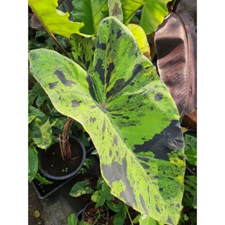 colocasia mojito  หน่อสด☘☘☘