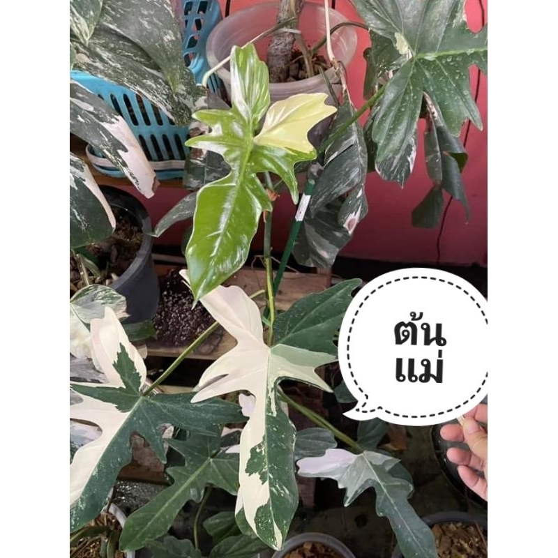 ฟิโลเดนดรอน มังกรด่าง Philodendron golden dragon V. ได้ต้นตามภาพ