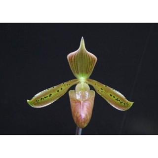 กล้วยไม้ Paph.tonsum (ต้นเล็ก)