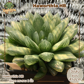 ฮาโวเทีย Haworthia HB ไม้ในกระถาง2" (ส่งแบบล้างราก)