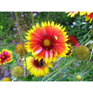 เมล็ด เดือนฉาย เกลาเดีย เกลลาเดียร์ Blanket Flower Gailardia 200เมล็ด ซองละ 29 บาท ต้นสูง 70-100เซน