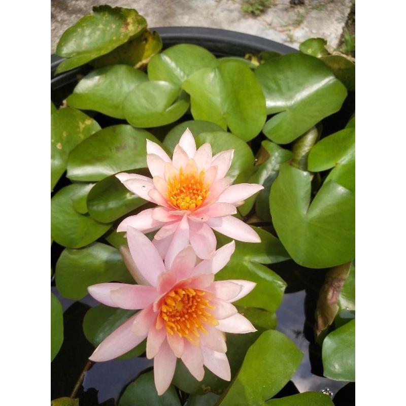 บัวฝรั่ง โคโลลาโด้ สัส้มโอรส ดอกสวย ดอกมาบ่อย ส่งแบบต้นขนาดกลางแบบล้างราก