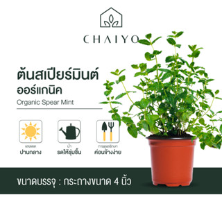 ต้นสเปียร์มินต์ ออร์แกนิค Organic  Spear Mint กระถาง 4 นิ้ว