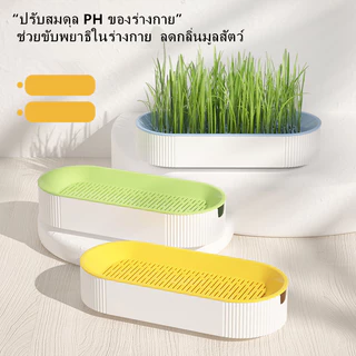 PP B51 🌱ชุดปลูกหญ้าแมว🌱 หญ้าแมวออแกนิก เมล็ดข้าวสาลี ถาดเพาะต้นอ่อน 1 ชุด สามารถแบ่งเมล็ดพันธุ์ปลูกได้ถึง 2 ครั้ง