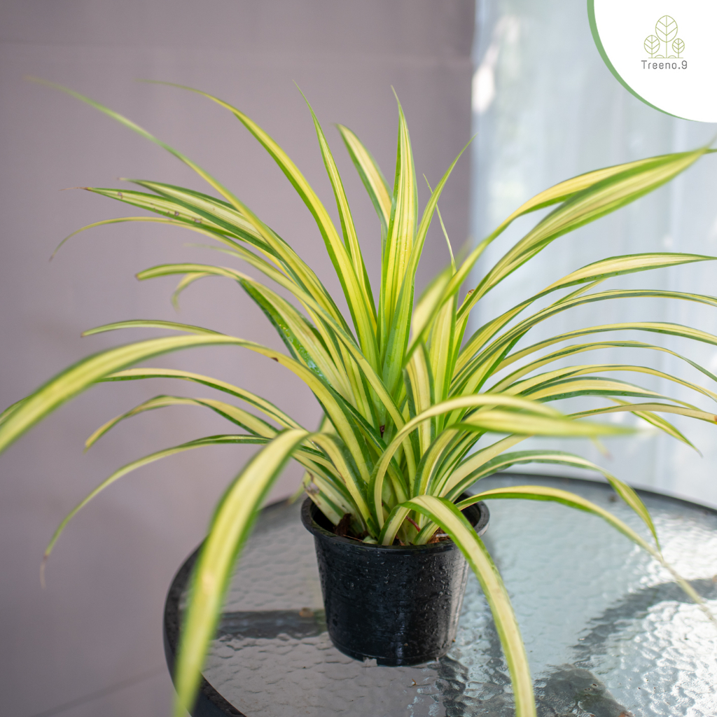 Treeno.9 T115 เศรษฐีเรือนนอก ไม้มงคล (Spider Plant) กระถาง 6 นิ้้ว / สูง 25-30 ซม. / ไม้ประดับ  ปลูกในบ้านได้ (ต้นไม้)