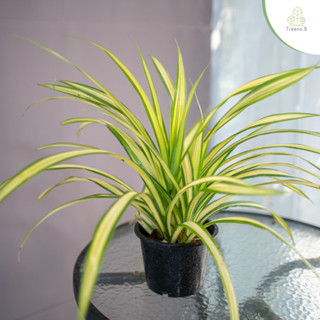 Treeno.9 T115 เศรษฐีเรือนนอก ไม้มงคล (Spider Plant) กระถาง 6 นิ้้ว / สูง 25-30 ซม. / ไม้ประดับ ไม้ฟอกอากาศ ปลูกในบ้านได้ (ต้นไม้)