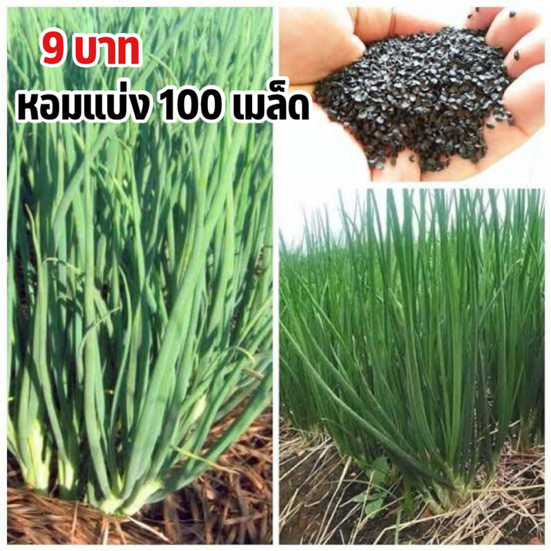 ถูกสุดคุ้ม เมล็ดหอมแบ่ง100 เมล็ด
