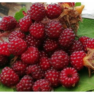 เมล็ดพันธุ์ ไวน์เบอร์รี่ญี่ปุ่น (Japanese Wineberry Seed) บรรจุ 30 เมล็ด ของแท้ คุณภาพดี ราคาถูก นำเข้าจากต่างประเทศ