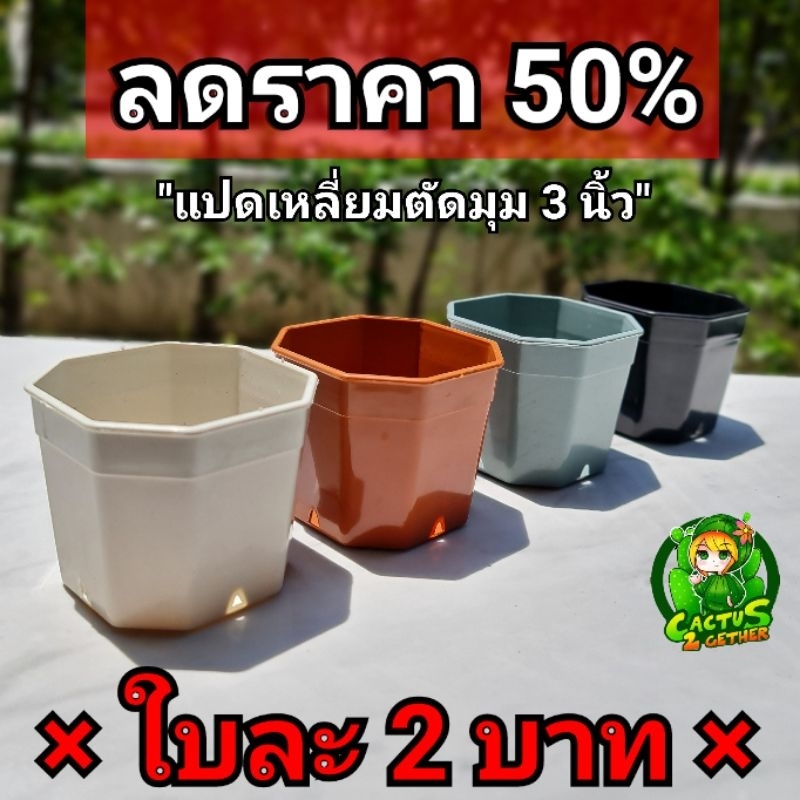 ลดราคา50% กระถางแคคตัส ทรงเหลี่ยมตัดมุมขนาด3นิ้ว4สีแพค10ใบ