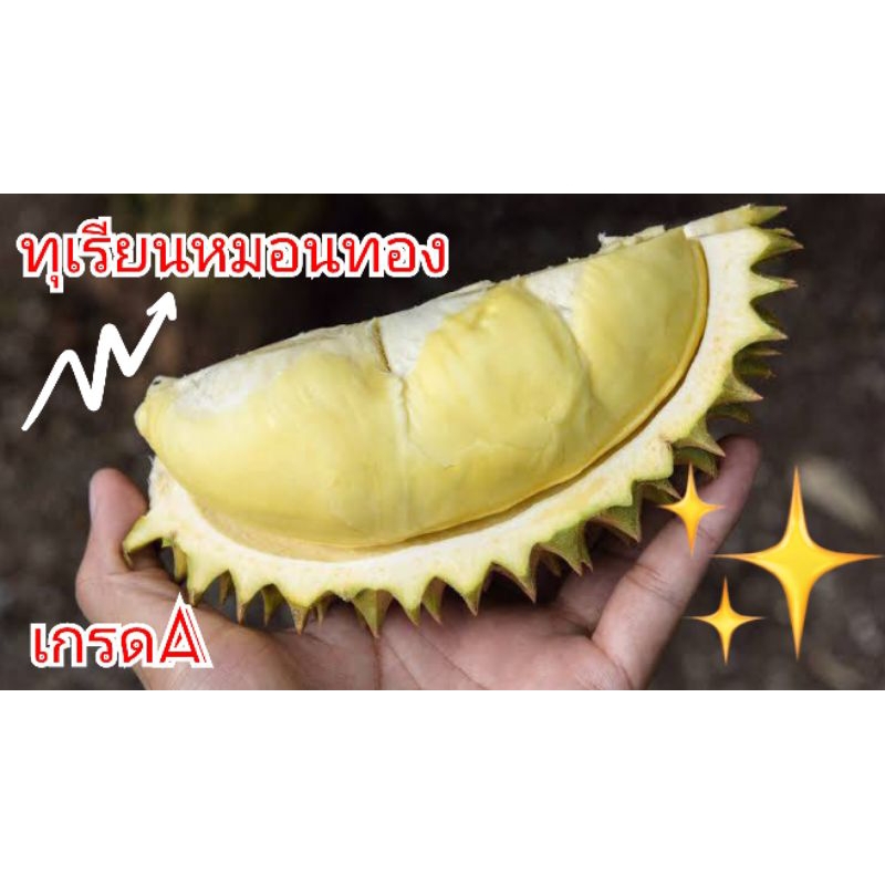 (พร้อมส่ง)🔥ทุเรียนหมอนทอง💥👉เน้นเนื้อไม่เน้นทรง ขายเป็นลูก💥น้ำหนัก 3.6-4 กิโล 💥รับประกันเนื้อทุกลูก✓✓