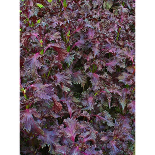 เมล็ดพันธุ์ ใบงาแดงเกาหลี ชิโสะแดง (Red Perilla Shiso ) 40-100 เมล็ด (ซื้อ 10 แถม 1 คละได้)