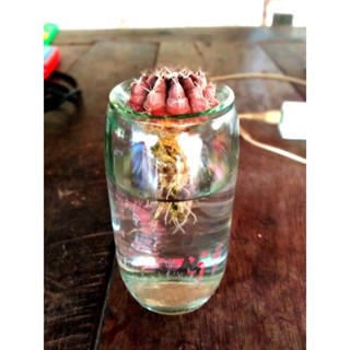 กระถาง​แก้ว​diy​ โฮโดรโปนิคอัตโนมัติ​ เป็น แก้ว​ จะไม่หมอง