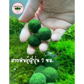 Marimo มาริโมะสายพันธุ์ญี่ปุ่น ขนาด 2 ซม. (พร้อมส่ง)