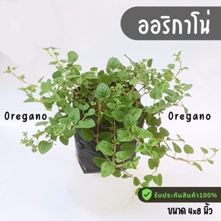 oregano ออริกาโน ต้นออริกาโน พร้อมลงดิน สมุนไพรฝรั่งทานได้