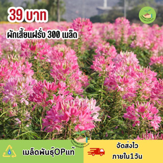 เมล็ดพันธุ์ ผักเสี้ยนฝรั่งคละสี 300 เมล็ดพันธุ์ opแท้ ปลูกหมุนเวียนได้