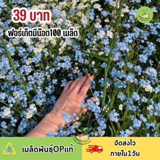 100 เมล็ด 🌻 ดอกฟอร์เก็ตมีนอท (อย่าลืมฉัน) คุ้มสุดๆ มีของแถม‼️