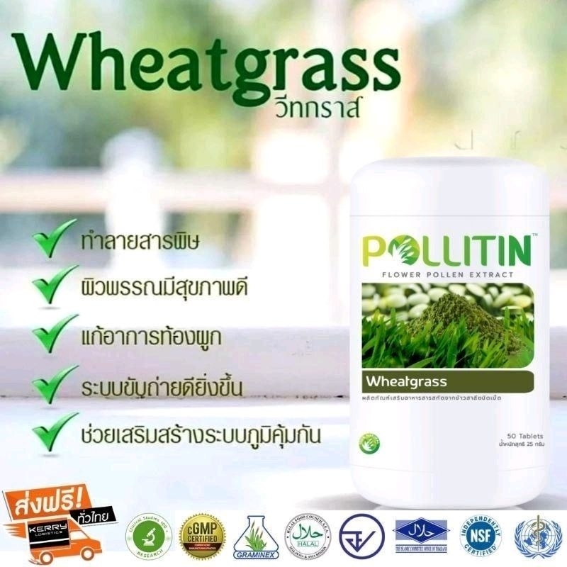 วีทกราส Wheatgrass ล้างพิษ​ detox ผิวใส ล้างลำไส้ ลดเซลล์มะเร็ง ต้นข้าว​สาลีอ่อน คลอโรฟิลล์​ พอลลิติน Pollitin​แท้