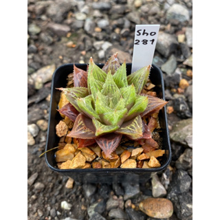 Haworthia Hybird Thailand กระถาง 2 นิ้ว (ส่งทั้งกระถาง) รหัส281-290