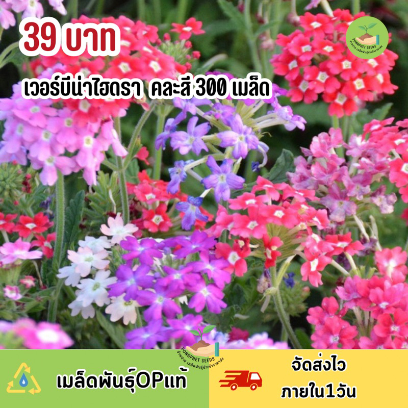 เมล็ดพันธุ์ ดอกเวอร์บีน่าไฮดราคละสี 300 เมล็ด