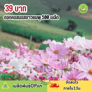 ดอกคอสมอสคละสี ขาว ชมพู โทนหวาน 500 เมล็ด