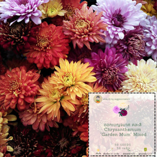 เมล็ดดอกเบญจมาศ Garden mum mixed คละสี Chrysanthemum garden mum mixed ดอกเบญจมาศ