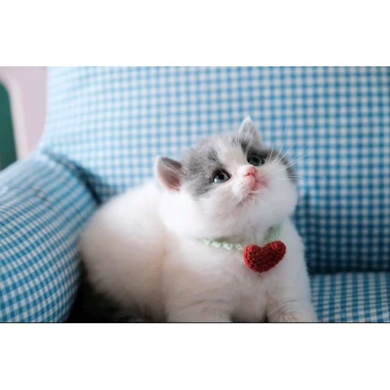 PETCOLLARรุ่นMyHeart
