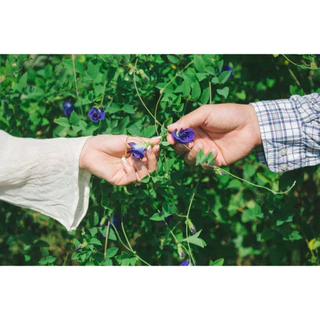 ชาสมุนไพรอัญชัน (Butterfly pea Tea) (สวรรค์บนดิน SAWANBONDIN)