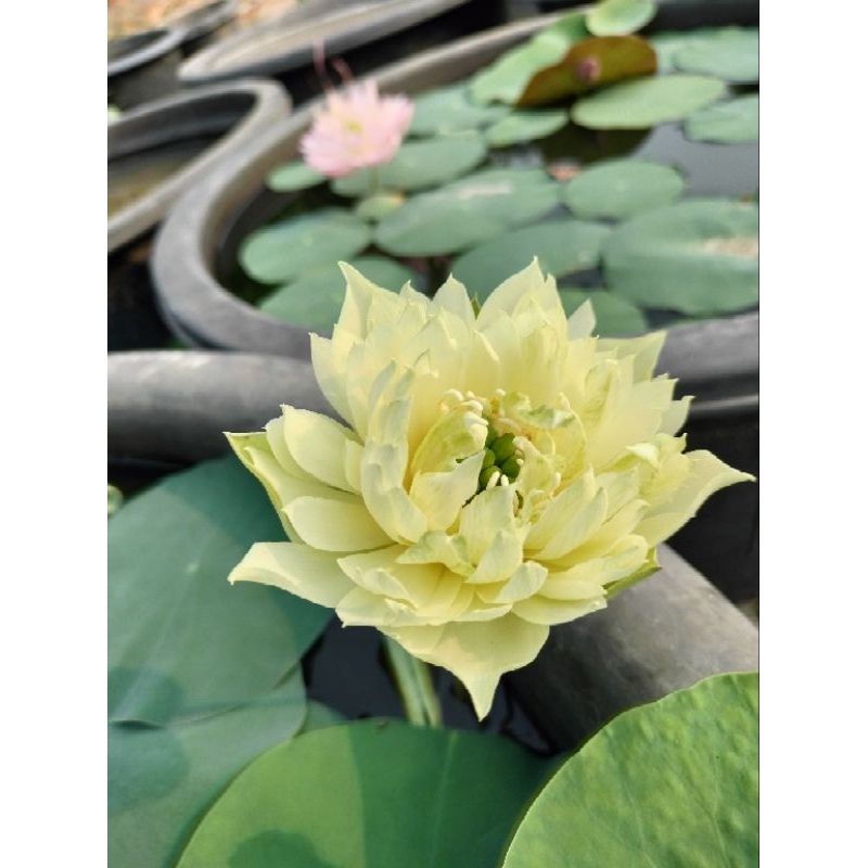บัวหลวงโบว์เชย์(บัวขนาดเล็กให้ดอกดก)