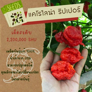 🌶🌶🌶ผลสด แคโรไลน่า ริปเปอร์🌶🌶🌶+ คู่มือเพาะ ขยายพันธ์📌 พันธุ์แท้ 100%  ผลใหญ่ สมบูรณ์ เมล็ดเพาะต่อพันธุ์ได้ ขั้นต่ำ 1 ผล