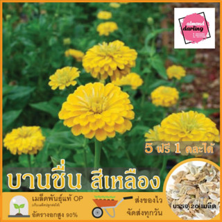 ซื้อ5 แถม1 เมล็ดพันธุ์ ดอกบานชื่น สีเหลือง 20 เมล็ด (Golden Zinnia Flower Seed) เมล็ดพันธุ์แท้ ปลูกง่าย อัตรางอกสูง เก็บ