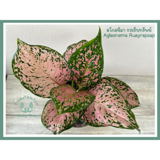 ต้นรวยรับทรัพย์ อโกลนีมา Aglaonema Ruayrapsap พร้อมกระถาง