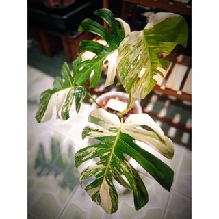 Monstera Albo Holland Variegatedมอนสเตอร่า อัลโบ้ ฮอลแลนด์ (ได้ต้นในภาพนะครับ)