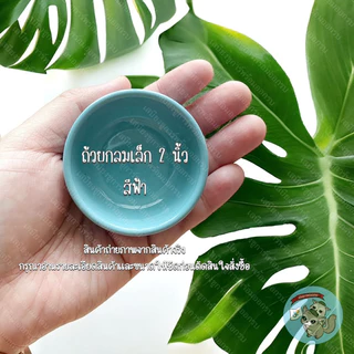 V ( ถ้วยเซรามิก ) ถ้วยเซรามิค ถ้วยนม ถ้วยน้ำ ถ้วยอาหาร ชูการ์ ชูก้า สัตว์เล็ก สัตวเลี้ยง แฮมสเตอร์ นก กระรอก ดอร์เมาส์