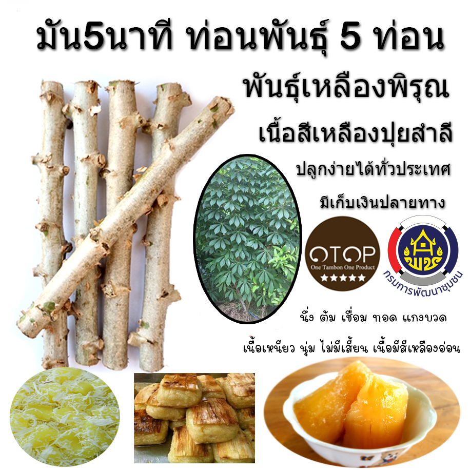 พันธุ์มันห้านาทีเหลืองพิรุณ พันธุ์มันห้านาที มัน5นาที ท่อนพันธุ์ พร้อมปลูก 5 ท่อน เนื้อสีเหลืองปุยสำลีทำ ขนมได้หลากหลาย