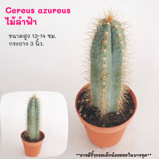 Cereus azureus ไม้ลำฟ้า  Cactus กระบองเพชร พืชอวบน้ำ พืชทะเลทราย ตะบองเพชร