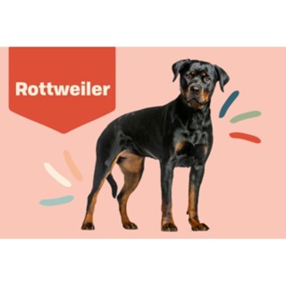 ตุ๊กตาน้องร็อตไวเลอร์ Rottweiler