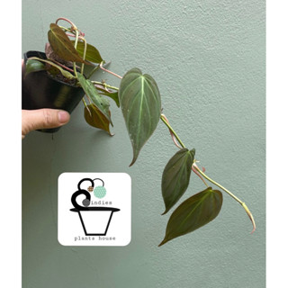 พลูสนิมหรือพลูกำมะหยี่ Black Gold Philodendron