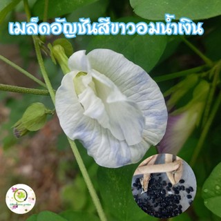 เมล็ดอัญชันสีขาว-อมน้ำเงิน ดอกสีสวย ปลูกง่าย ทนแดด