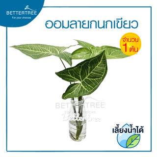 ออมลายกนกเขียว (จำนวน 1 กิ่ง )Syngonium Batik เลี้ยงน้ำได้ ไม้ฟอกอากาศ ต้นไม้