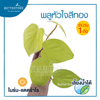 พลูหัวใจสีทอง (จำนวน 1 กิ่ง ) philodendron brasil ต้นไม้ฟอกอากาศ ต้นไม้  ต้นไม้ในร่ม พลูด่าง