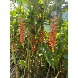 Heliconeia rostrata 4 เหง้า 49บาท